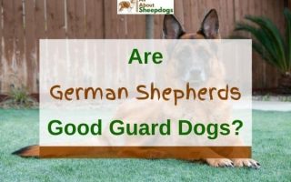 Are German Shepherds Good Guard Dogs? (Solved!)