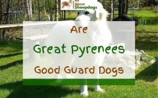 Are Great Pyrenees Good Guard Dogs? Find Out The Truth!
