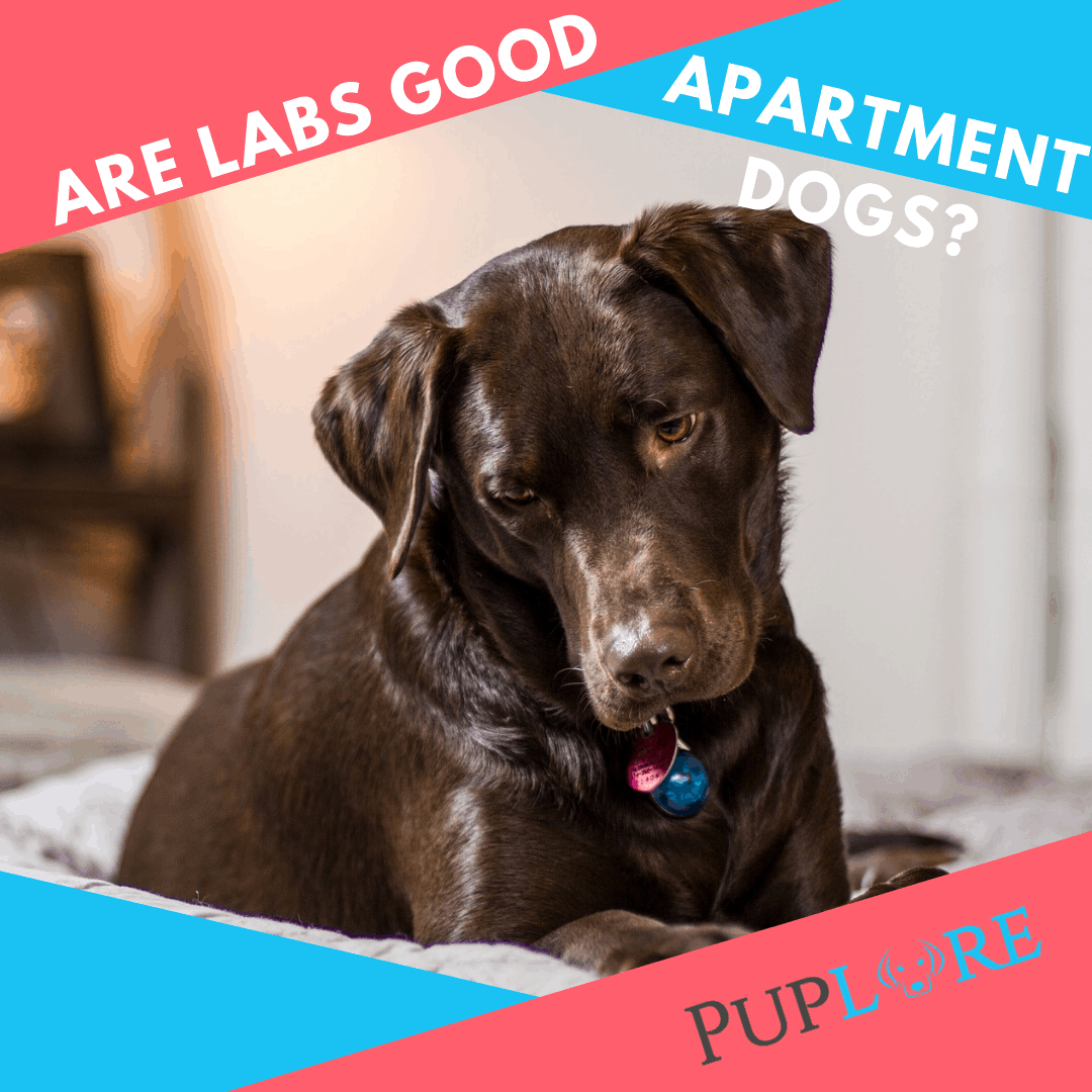 Can A Labrador Live In An Apartment Or Small House