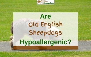 Are Old English Sheepdogs Hypoallergenic? (Solved!)