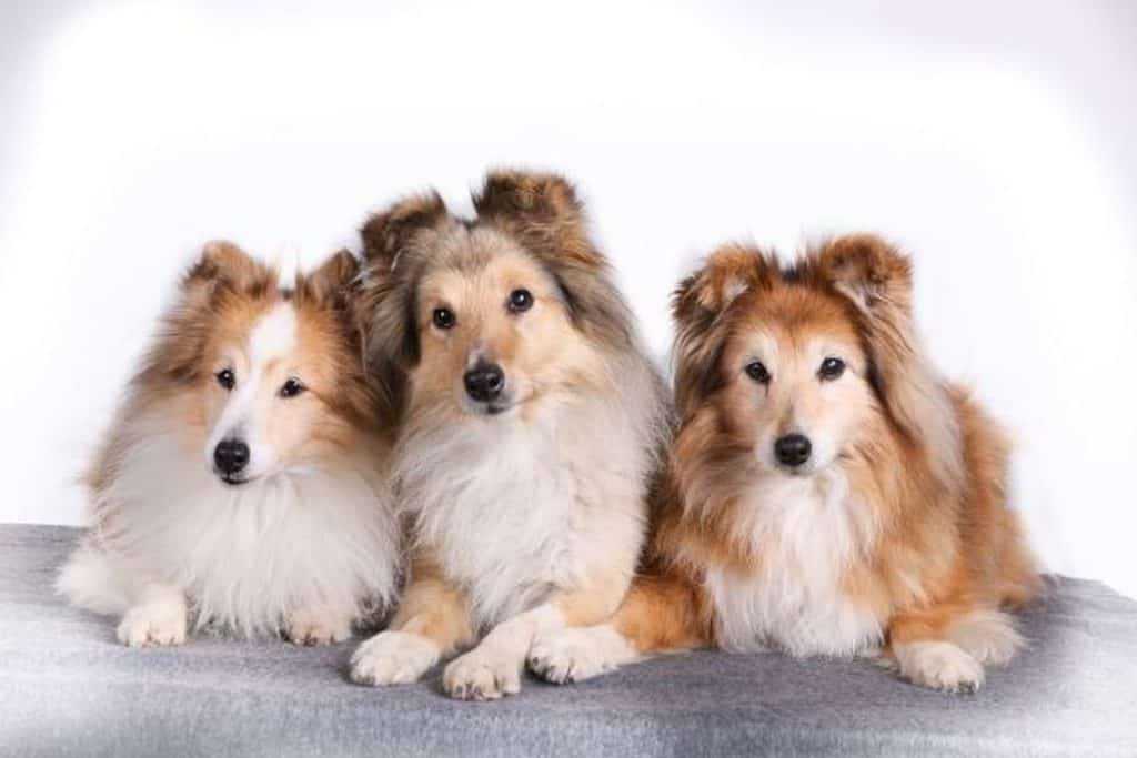 are shelties good apartment dogs