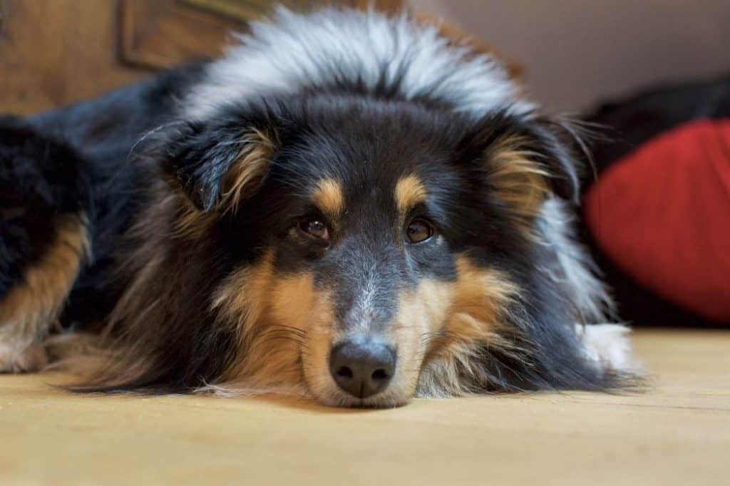 are shelties good apartment dogs