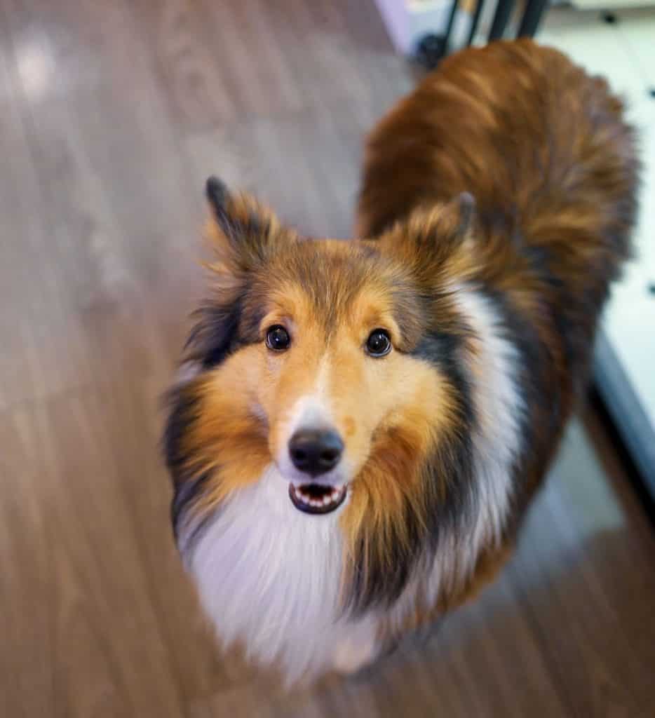 are shelties good apartment dogs