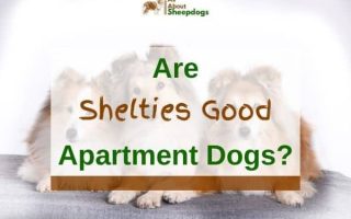 Are Shelties Good Apartment Dogs? (Solved!)