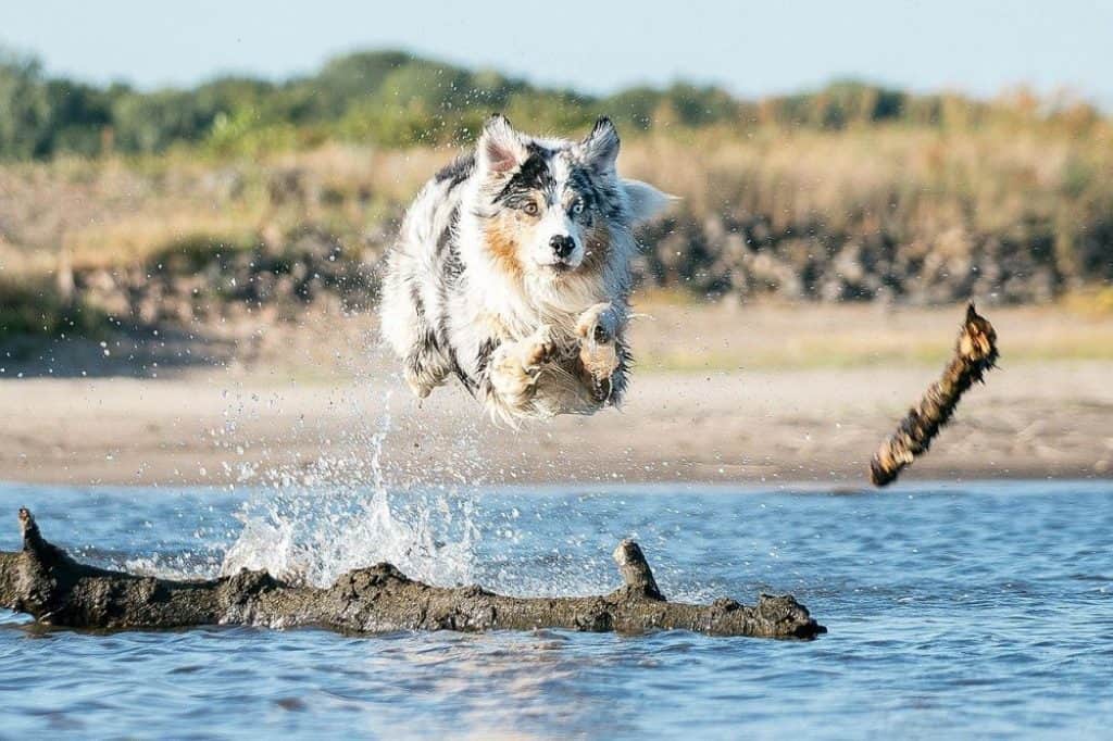 can a australian shepherd jump over 4 feet