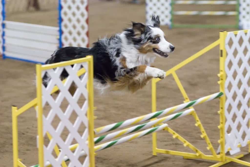 can a australian shepherd jump over 4 feet