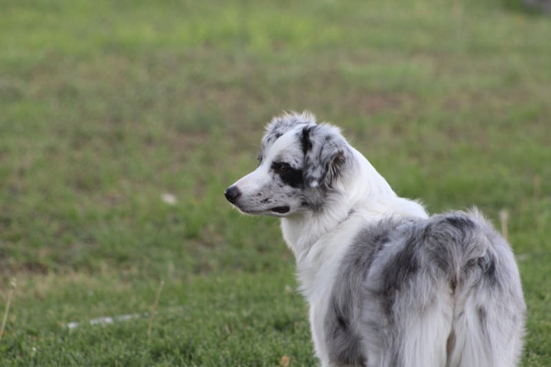 Australian Shepherd herding dog breed