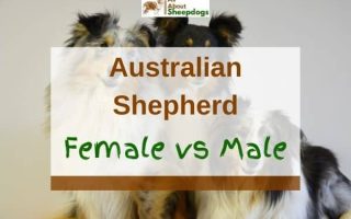 Australian Shepherd Female vs Male – What’s The Difference?