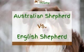 Australian Shepherd Vs English Shepherd – A Comparison