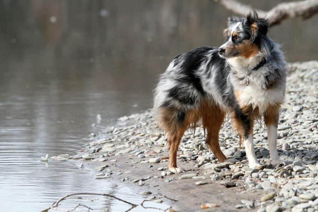 are australian shepherds good duck hunting dogs