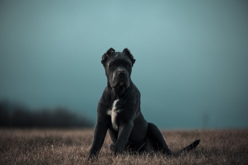 Bandog strong breed