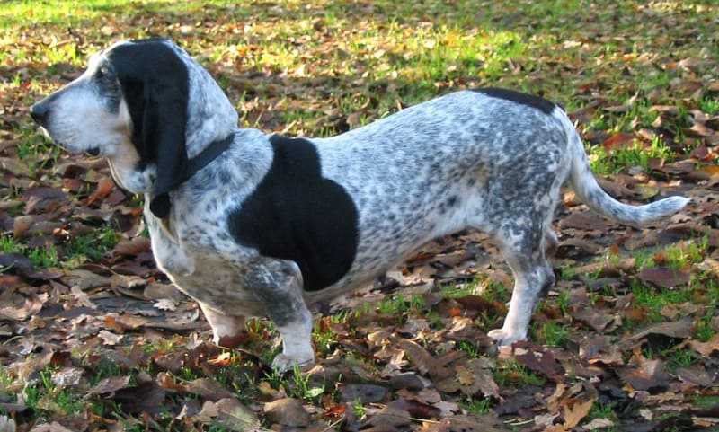 Basset Bleu slow dog breed