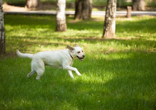 beef jerky for dogs everything you need to know6