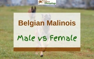 Belgian Malinois Male vs Female – Which One Is Better for You?
