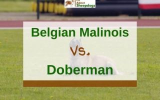 Belgian Malinois vs Doberman – Which One To Choose?