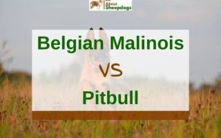 Belgian Malinois vs. Pit Bull – A Detailed Comparison