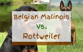 Belgian Malinois vs Rottweiler – Which One To Choose?