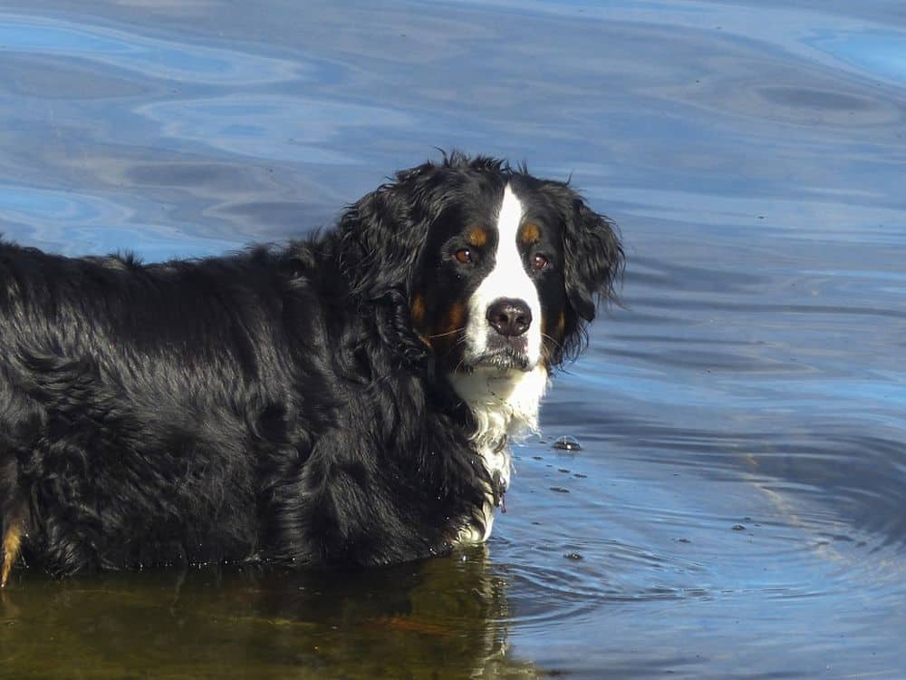 Bernese Mountain Dog