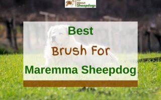 6 Best Brushes For Maremma Sheepdogs in 2023