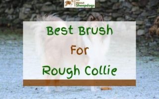 5 Best Brushes For Rough Collie In 2022