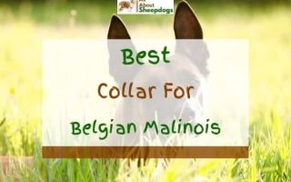 8 Best Collars For Belgian Malinois In 2022