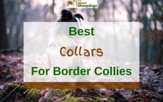 6 Best Collars For Border Collies In 2023