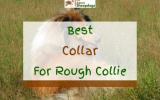5 Best Collars For Rough Collie In 2022
