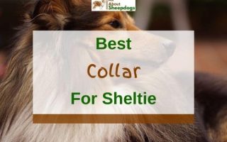 6 Best Collars For Shelties In 2023