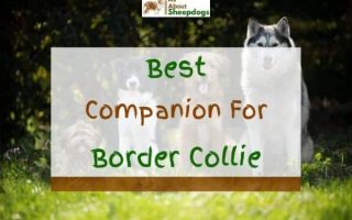 9 Best Companion Dogs For Border Collie (With Pictures!)