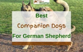 10 Best Companion Dogs for German Shepherds (With Pictures)