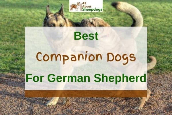 10 Best Companion Dogs for German Shepherds (With Pictures) | Puplore