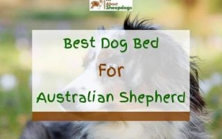 6 Best Dog Beds For Australian Shepherd In 2023