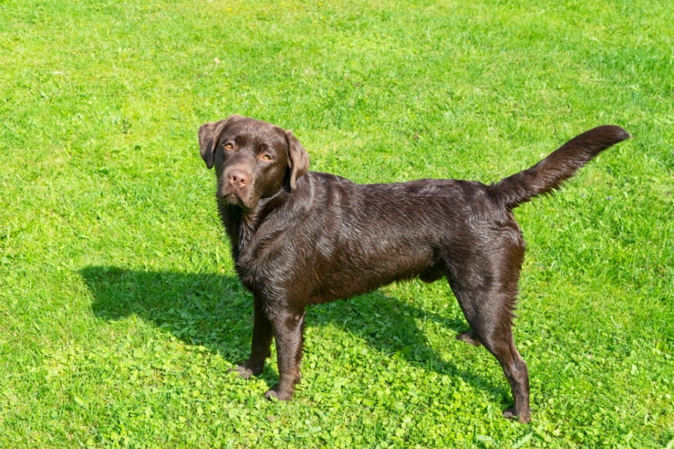 Best Diets for Labradors With Skin Allergies Puplore