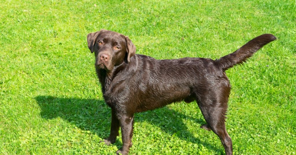Best Diets for Labradors With Skin Allergies Puplore