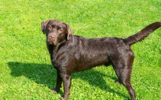 Best Diets for Labradors With Skin Allergies