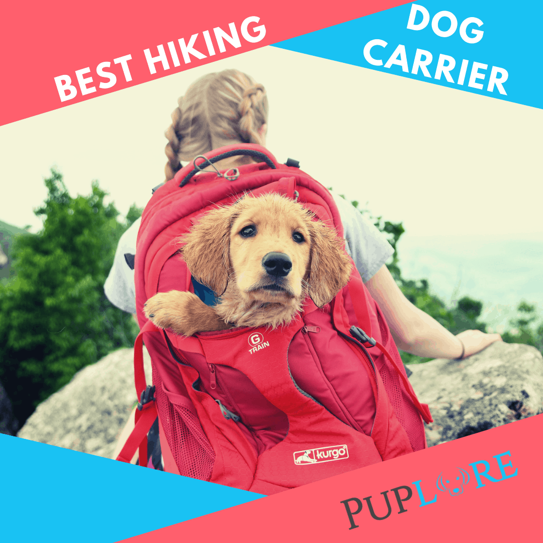 How to Trim a Labrador Puppy Nails Essential Guide Puplore