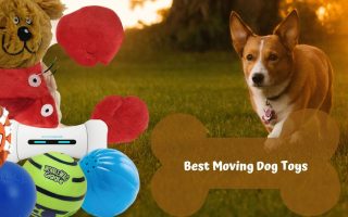 10 Best Moving Dog Toys to Keep Your Dog Entertained (With Comprehensive Buying Guide And FAQs)!!!