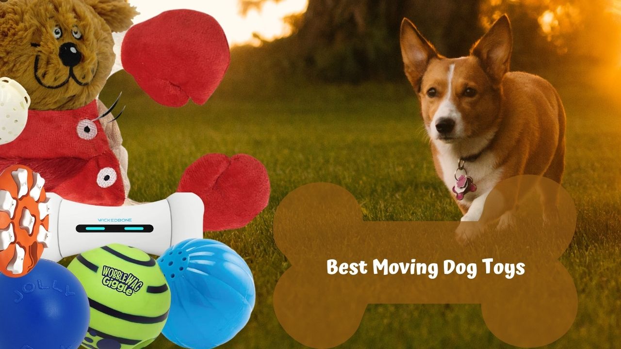 best moving dog toys