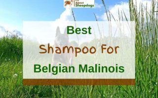 6 Best Shampoos For Belgian Malinois In 2023