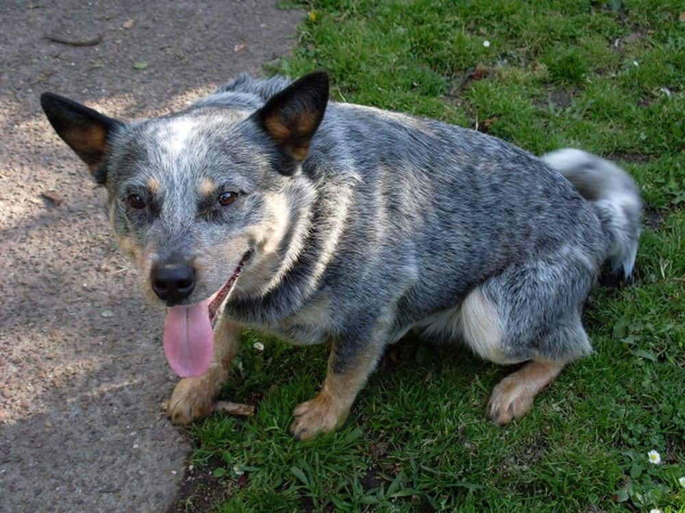 6 Best Shampoos For Blue Heelers (Australian Cattle Dog) Puplore