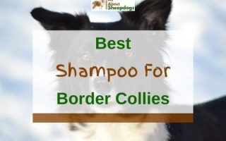6 Best Shampoos For Border Collies In 2023