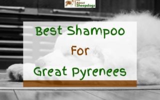 7 Best Shampoos For Great Pyrenees In 2023