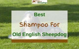 6 Best Shampoos For Old English Sheepdogs in 2023
