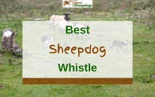 6 Best Sheepdog Whistles In 2023