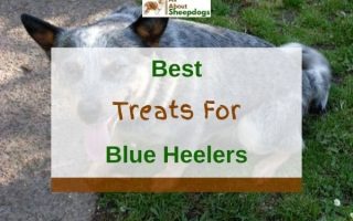 6 Best Treats for Australian Cattle Dog (Blue Heeler)