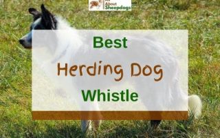 4 Best Herding Dog Whistles in 2023