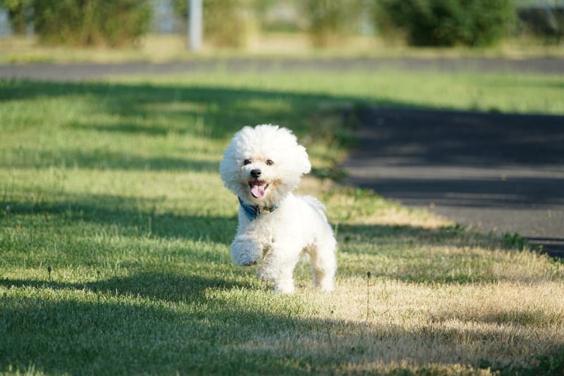 Bichon Frise small dog