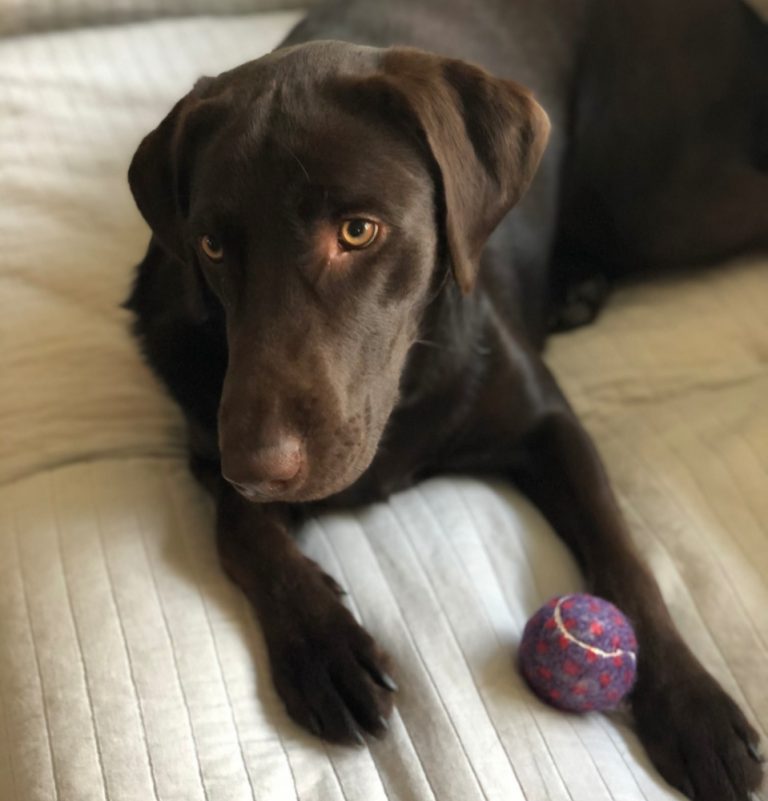 The Pros and Cons of Neutering a Labrador Retriever Puplore