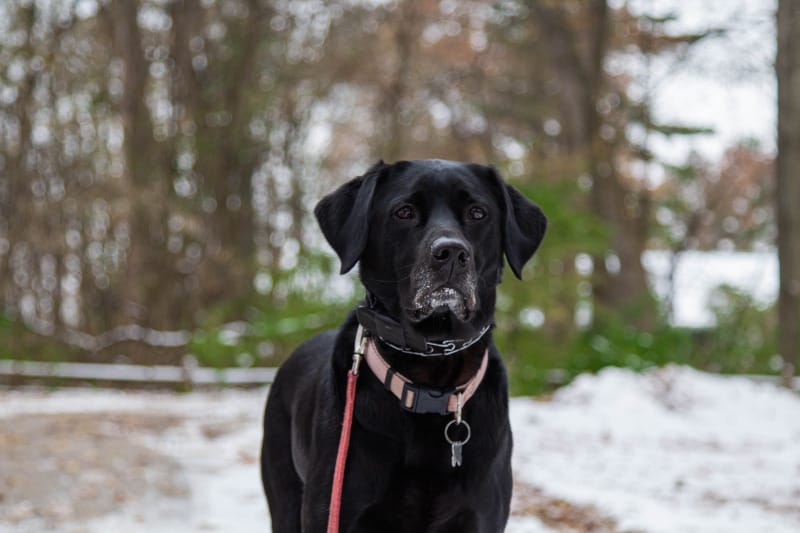 Black lab in winter