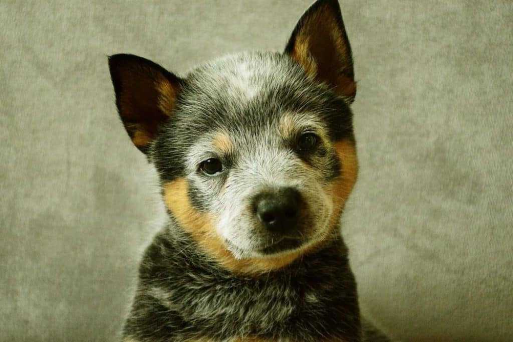 are blue heelers cuddly